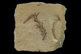 Dawn Redwood (Metasequoia) Fossil - Montana #153697-1